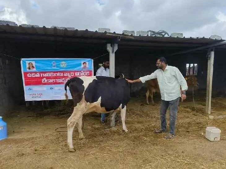 పశువులకు గాలికుంటు నివారణ టీకాల పంపిణీ
