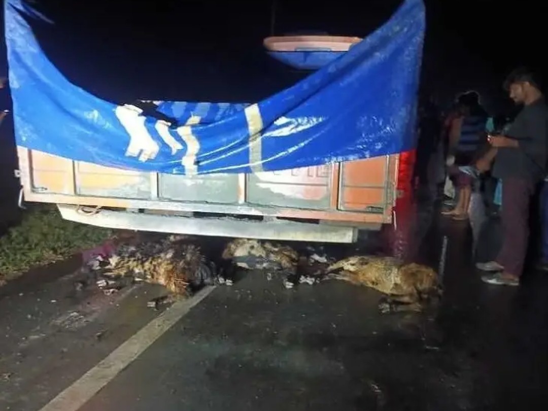 లారీ బీభత్సం..పది గొర్రెలు మృతి