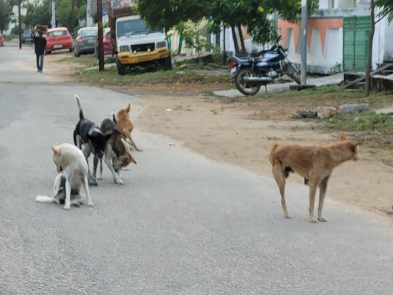 పద్మావతి కాలనీలో కుక్కల స్వైర విహారం