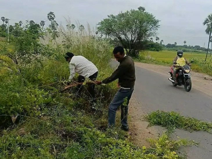 ముండ్ల చెట్లను తొలగించిన బీజేపీ నాయకుడు