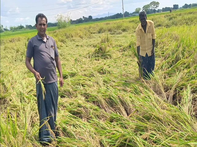వల్లూరు మండలంలో తీవ్ర పంట నష్టం