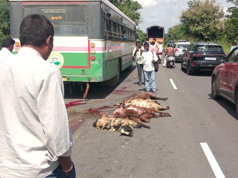 బస్సు ఢీకొని 22 గొర్రెలు మృతి