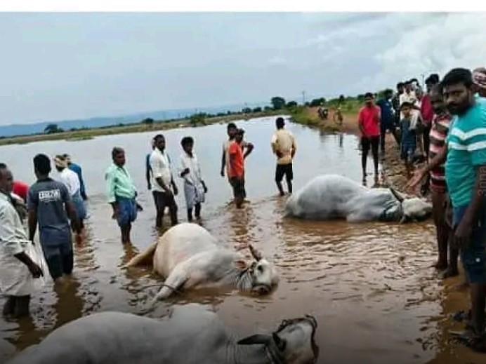 చెరువులో పడి ఎద్దులు మృత్యువాత