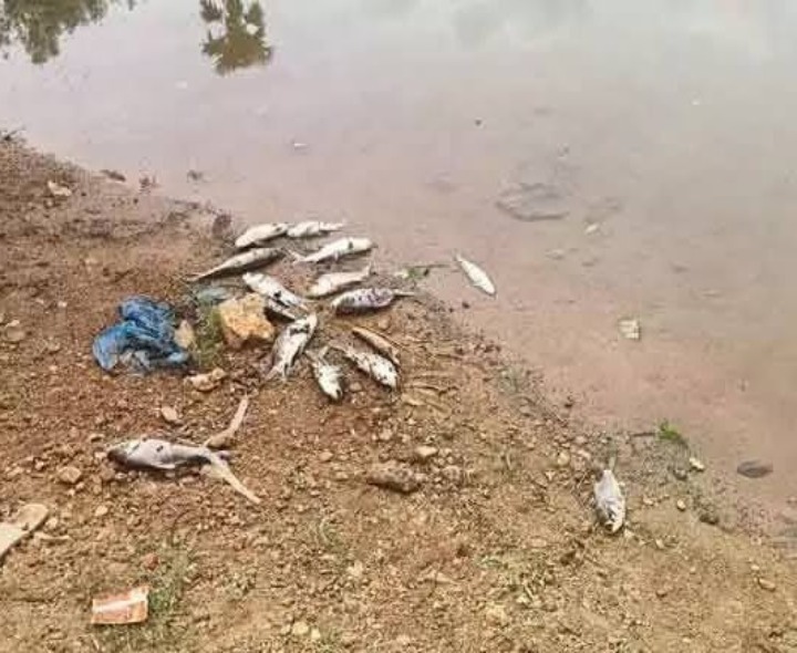 చేపల చెరువులో విషప్రయోగం