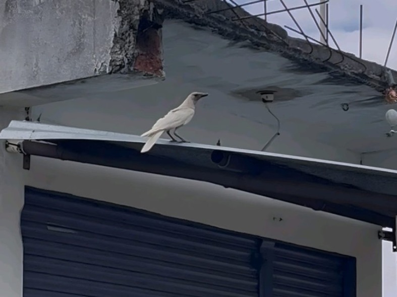 తాండూరులో కనిపించిన అరుదైన తెల్లని కాకి