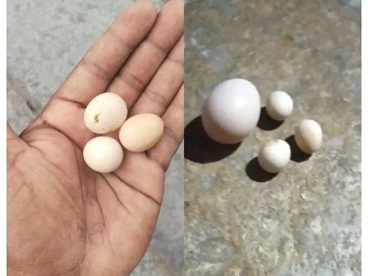 పిట్ట గుడ్లలా.. నాటుకోడి గుడ్లు