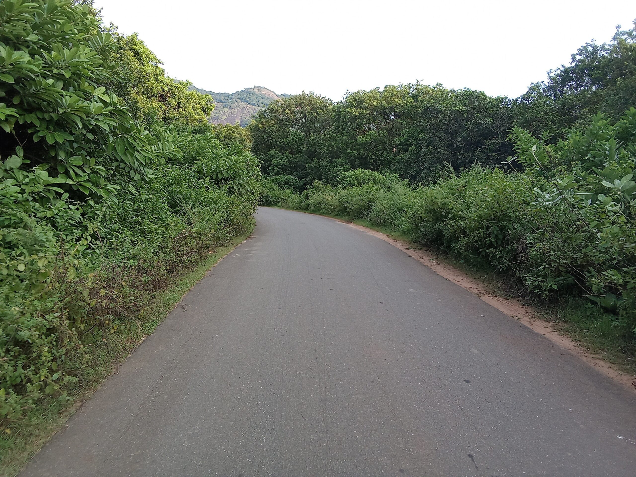 మార్జిన్లో ప్రమాదకరంగా పెరిగిన చెట్లు