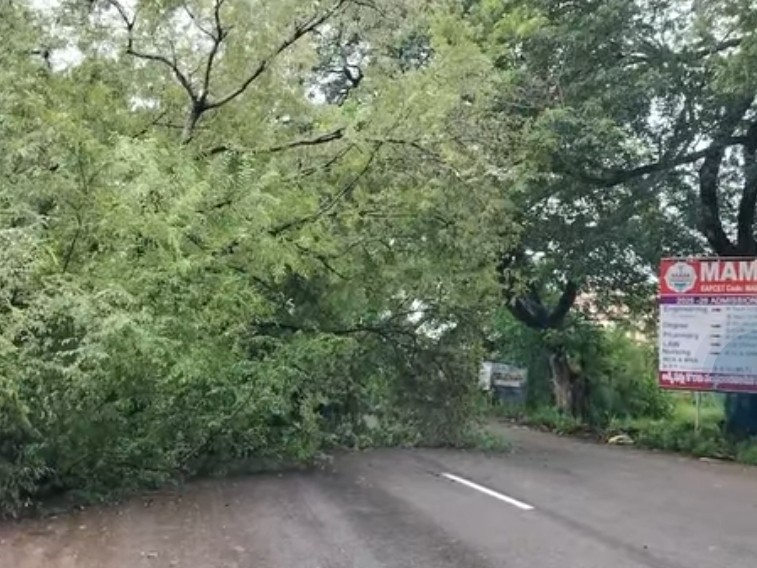 తుఫాన్ ధాటికి కూలిన భారీ చింతచెట్టు