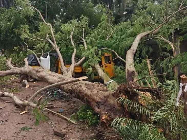 ఆటో‌పై పడిన భారీ వృక్షం