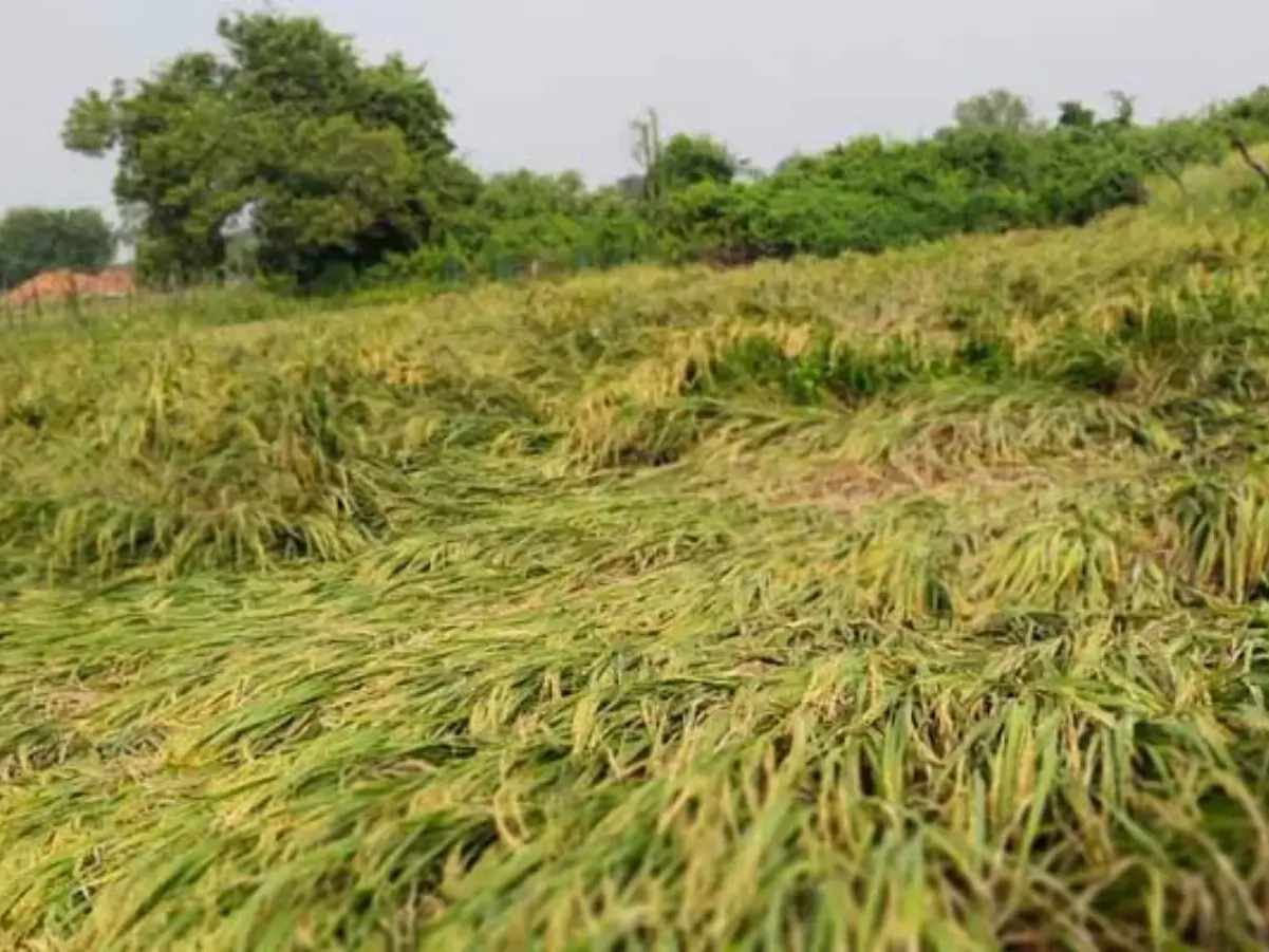 రైతుల ఉసురు తీస్తున్న అకాల వర్షం