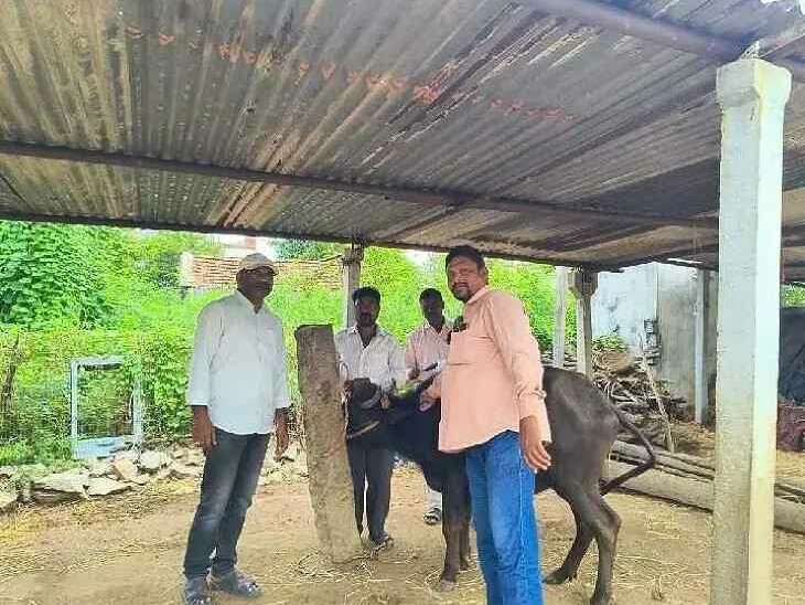 ప్రతి రైతు గేదెలకు గాలి కుంట వ్యాధి నివారణ టీకాలు వేయించాలి