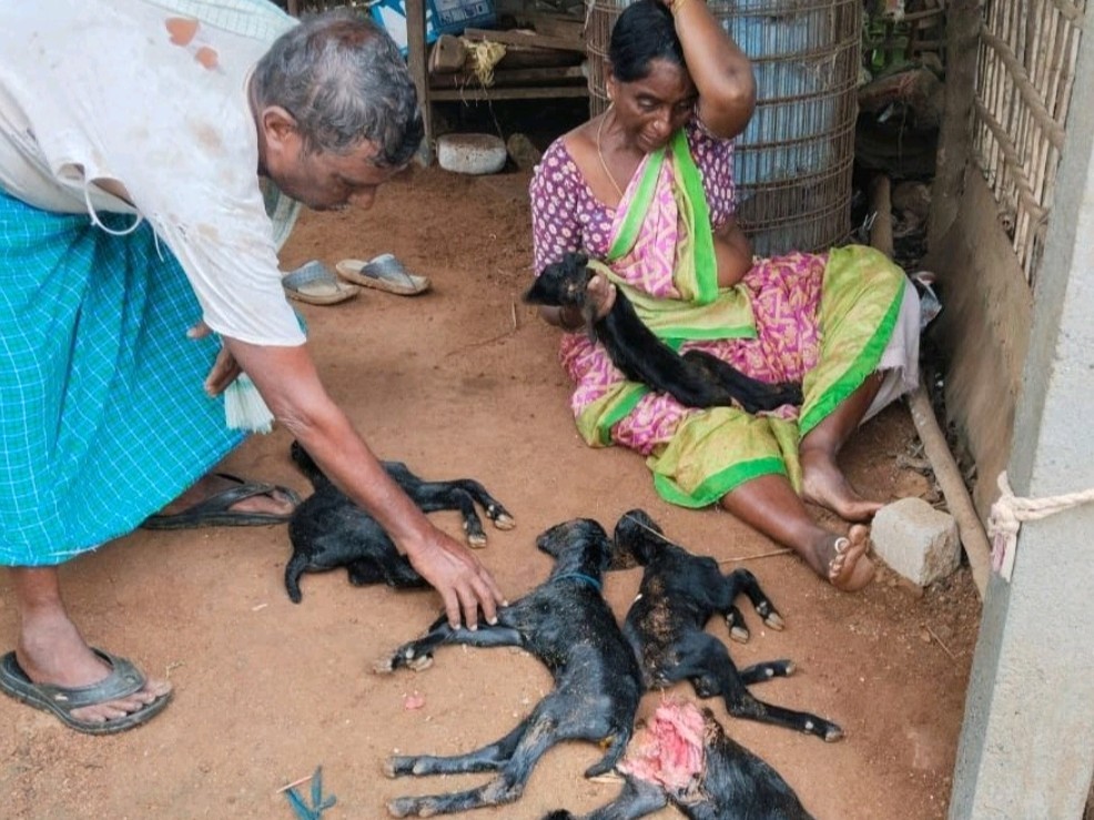 కుక్కల దాడిలో గొర్రె పిల్లలు మృతి