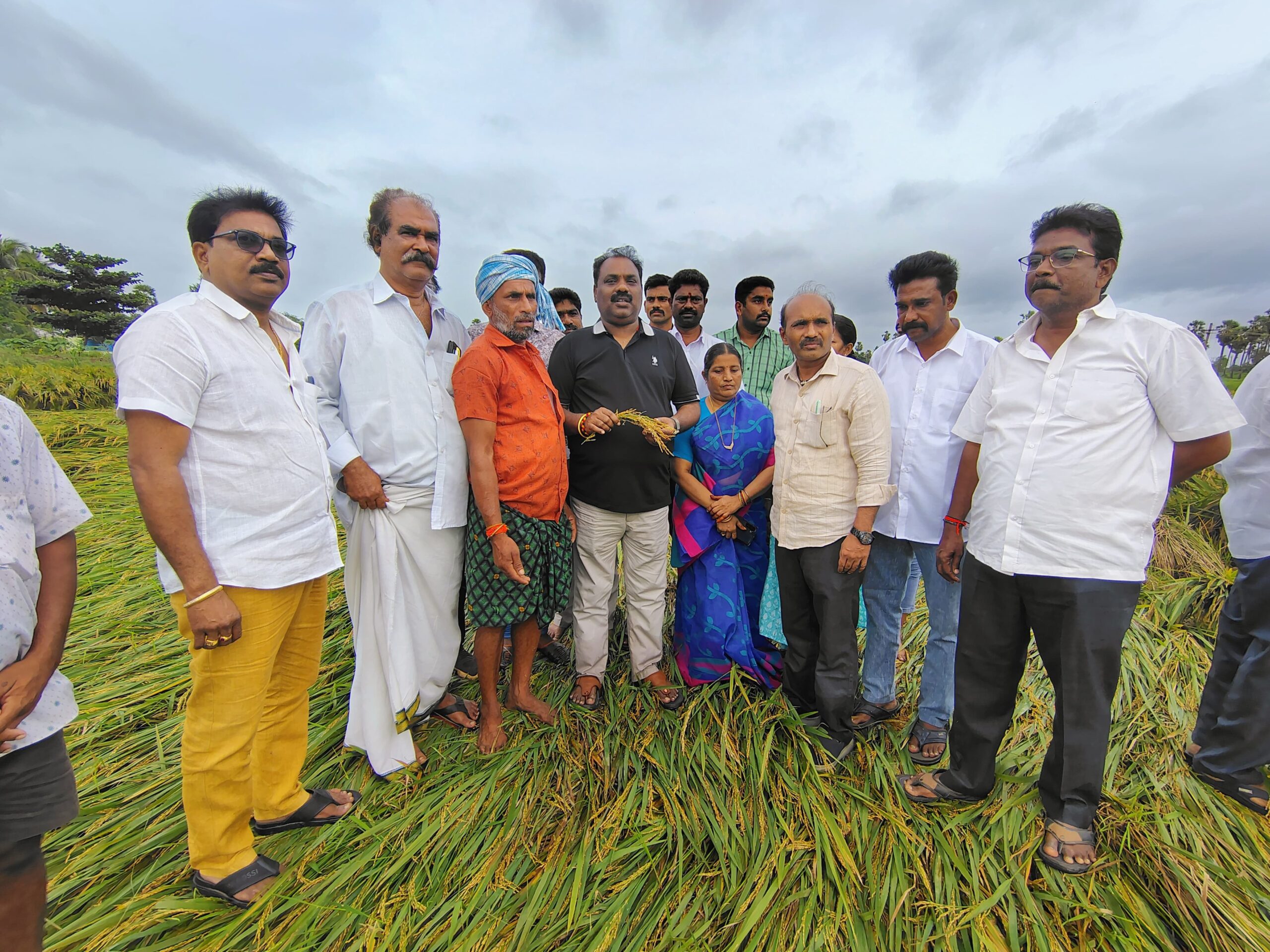 వరి పంట పొలాలను పరిశీలించిన ఎమ్మెల్యే