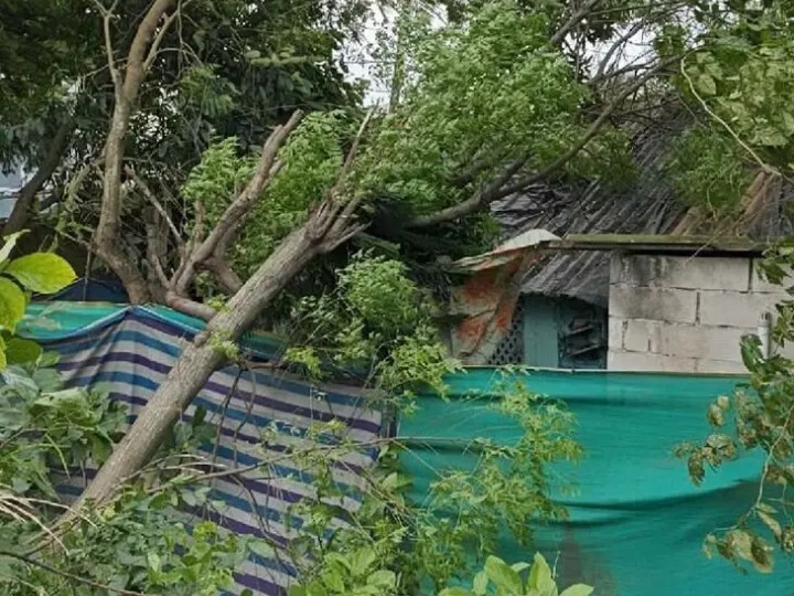 ఇంటిపై కూలిన వృక్షం.. తప్పిన ప్రమాదం