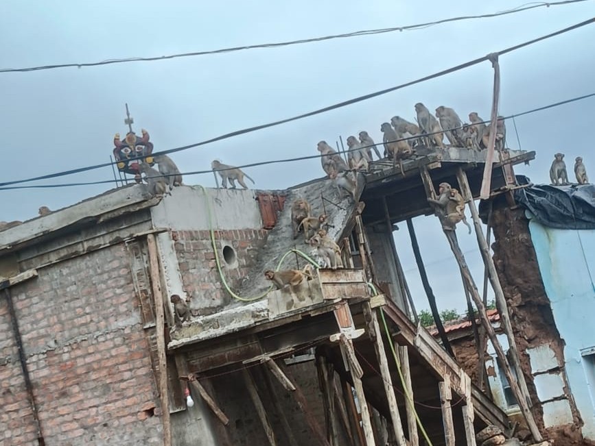 తరిగొప్పులలో కోతుల బీభత్సం