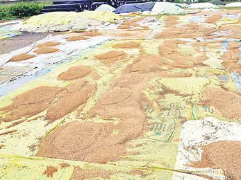 తుఫానుతో తడిసి ముద్దయిన వడ్లు