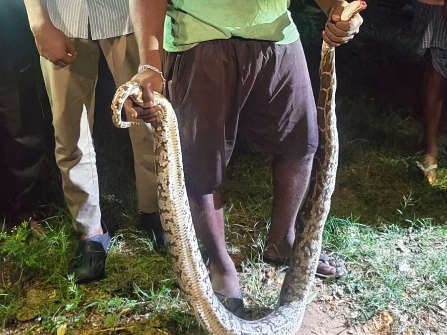 కొండ చిలువను హతమార్చిన గ్రామస్తులు