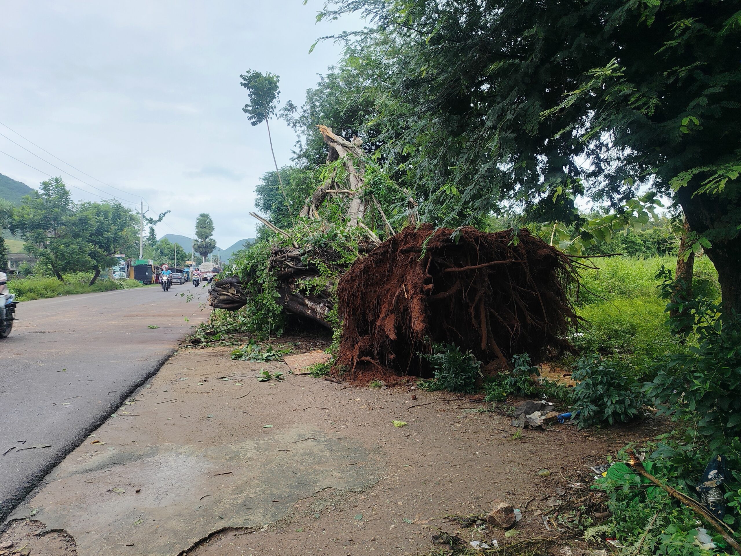 ఈదురు గాలులకు నేలకొరిగిన భారీవృక్షం
