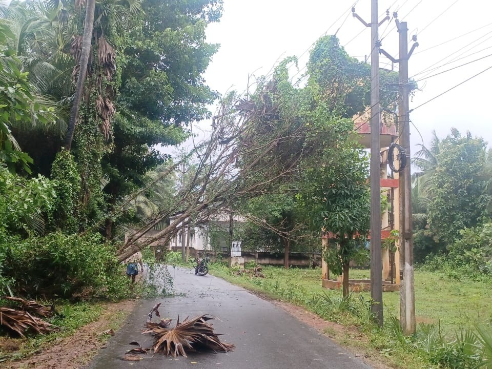 చెట్లు కూలి తెగిపడిన విద్యుత్ వైర్లు