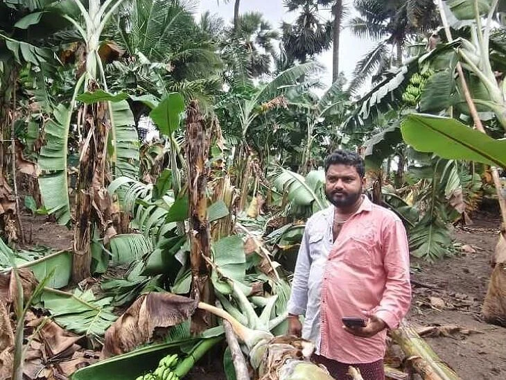 అరటి రైతుల పాలిట శాపంగా.. ‘మొంథా’