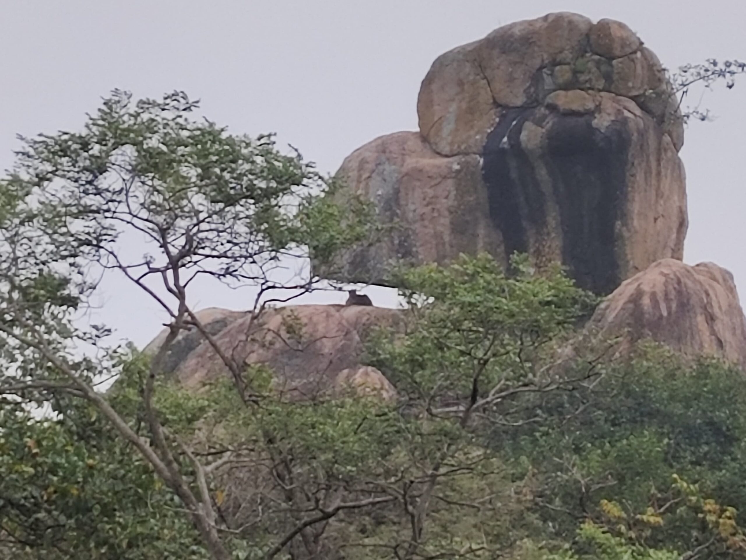 అటవీ ప్రాంతంలో చిరుత సంచారం