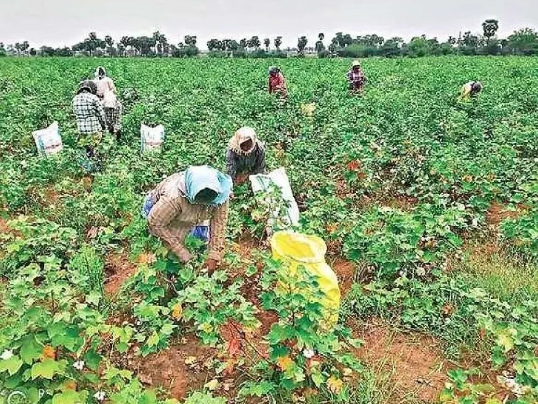 ప్రభుత్వ కొనుగోలు కేంద్రాలపైనే పత్తి రైతుల ఆశలు