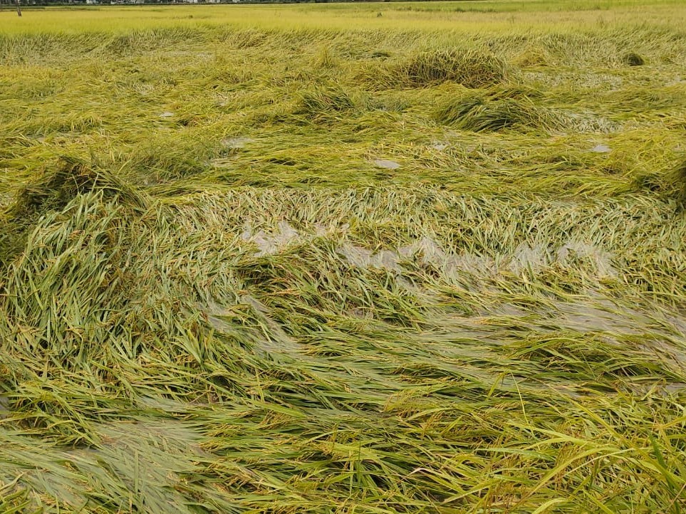 సుమారు 500 ఎకరాల్లో పంట నష్టం