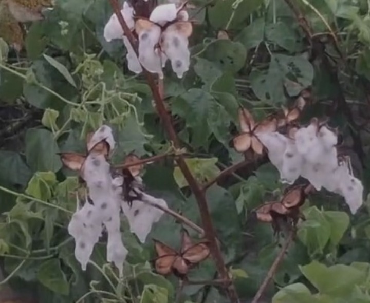 వర్ష బీభత్సం.. పత్తి రైతు విలవిల