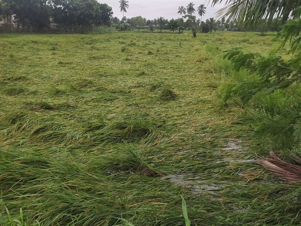 తుఫాన్ ప్రభావం.. వరి పంటకు అపార నష్టం