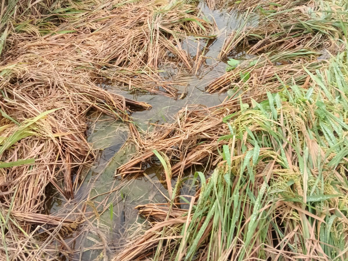 మొంథా తుఫాన్.. ఆ మండల రైతులకు నష్టం
