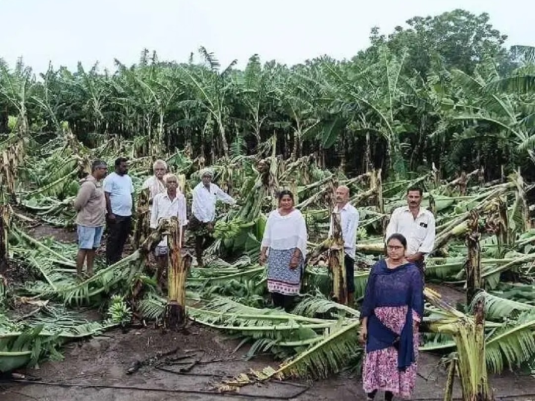 కొల్లిపరలో అరటి పంటకు భారీ నష్టం
