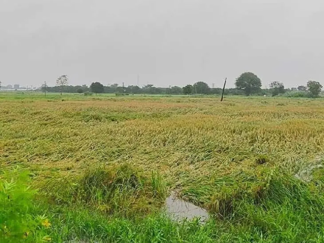 ‘మొంథా తుఫాను రైతుల పాలిట శాపంగా మారింది’