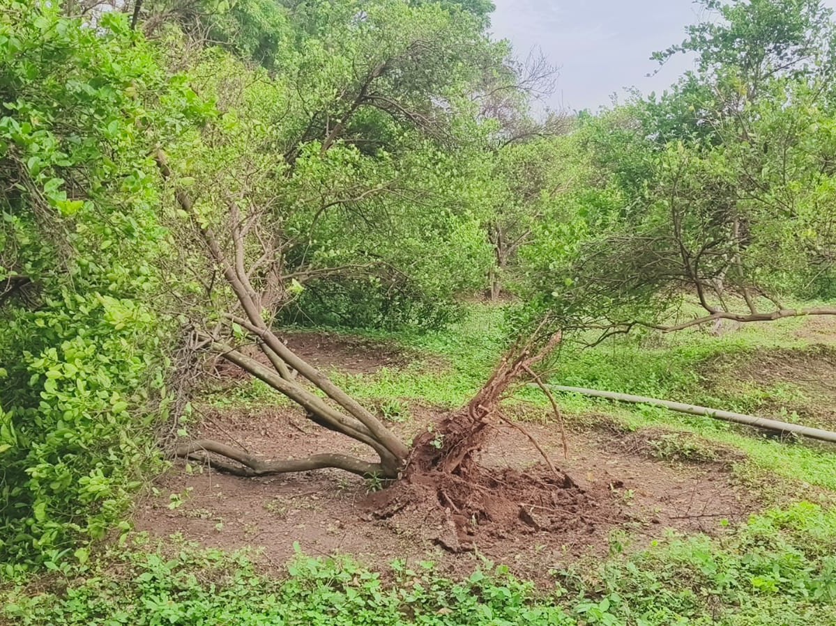 నిమ్మ రైతులను ముంచిన మొంథా తుఫాన్