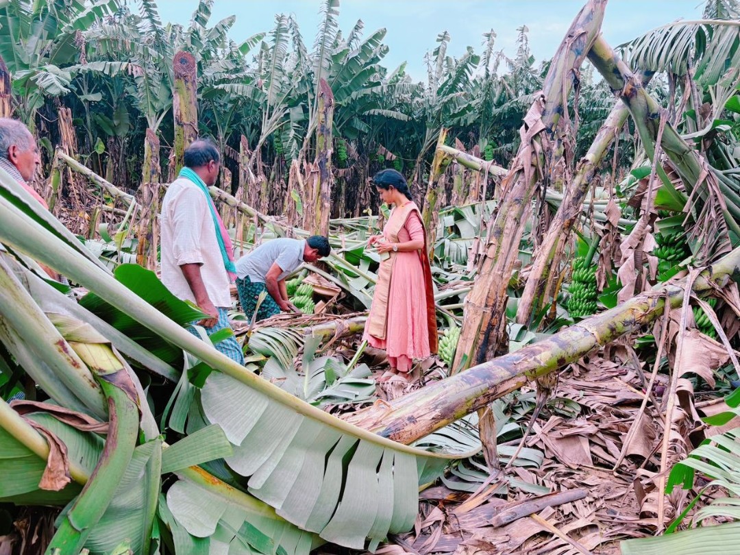 అరటి పంటను పరిశీలించిన అధికారి
