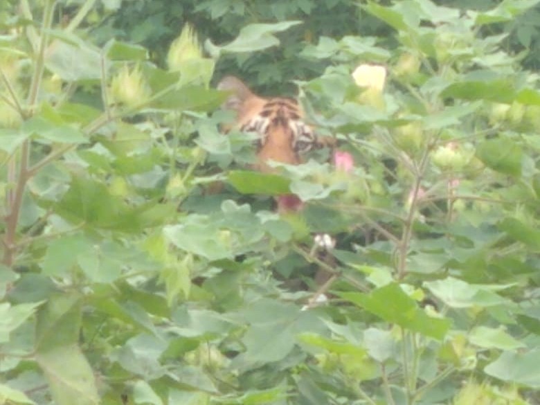 తాంసి(K) వ్యవసాయ పొలాల్లో పెద్దపులి సంచారం