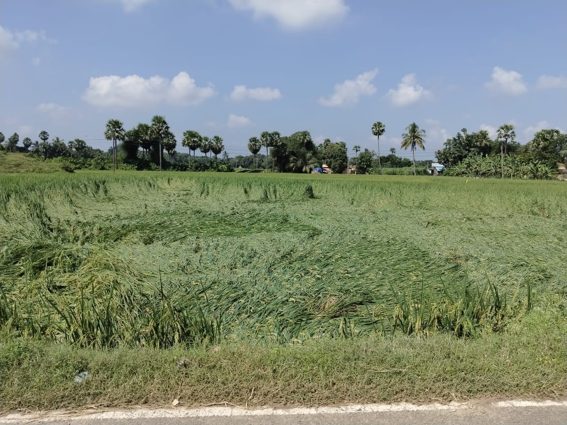 జామి మండలంలో 188హెక్టార్ల వరి పంట నష్టం