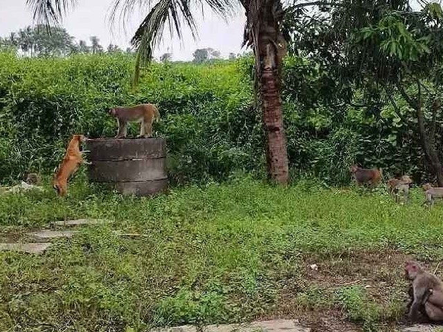 కోతుల బెడదతో భయాందోళనలో ప్రజలు