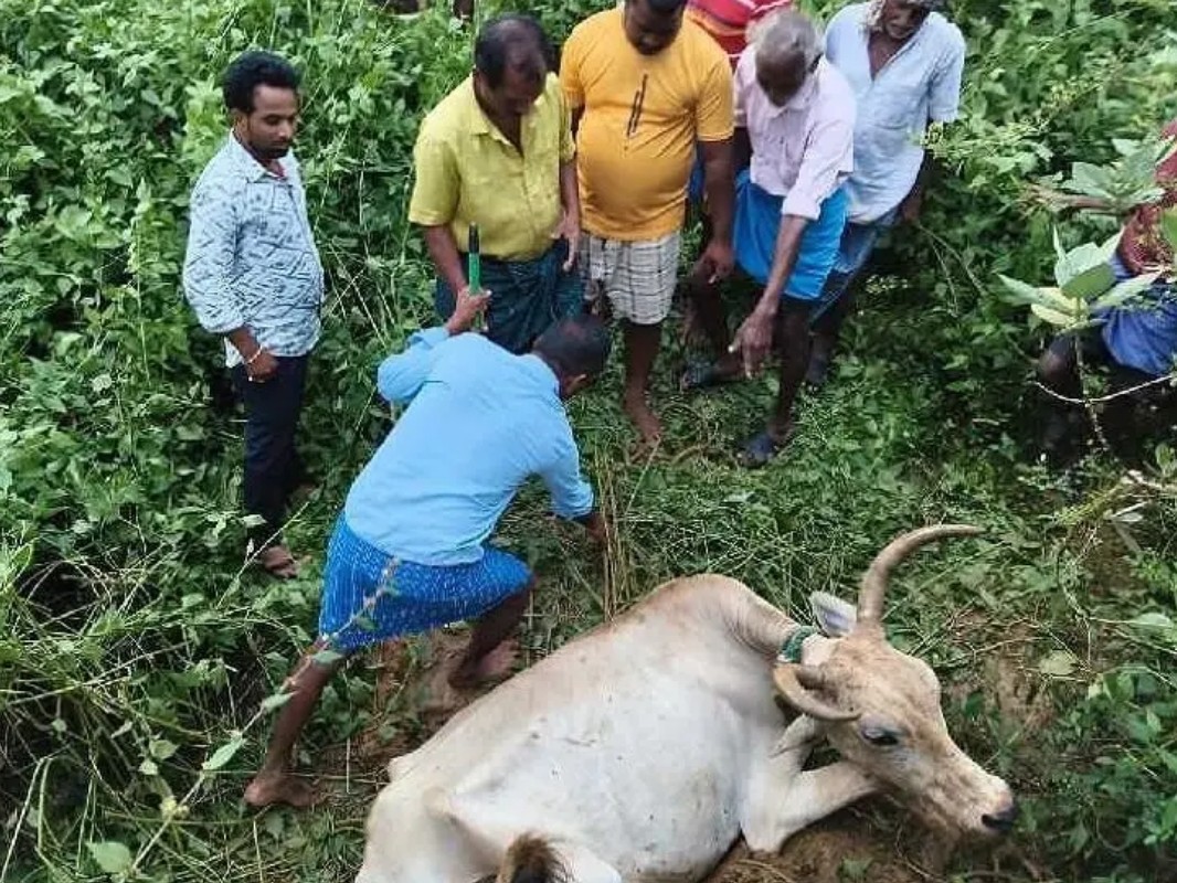 తోటపల్లి పిల్ల కాలువలో కూరుకుపోయిన ఎద్దు