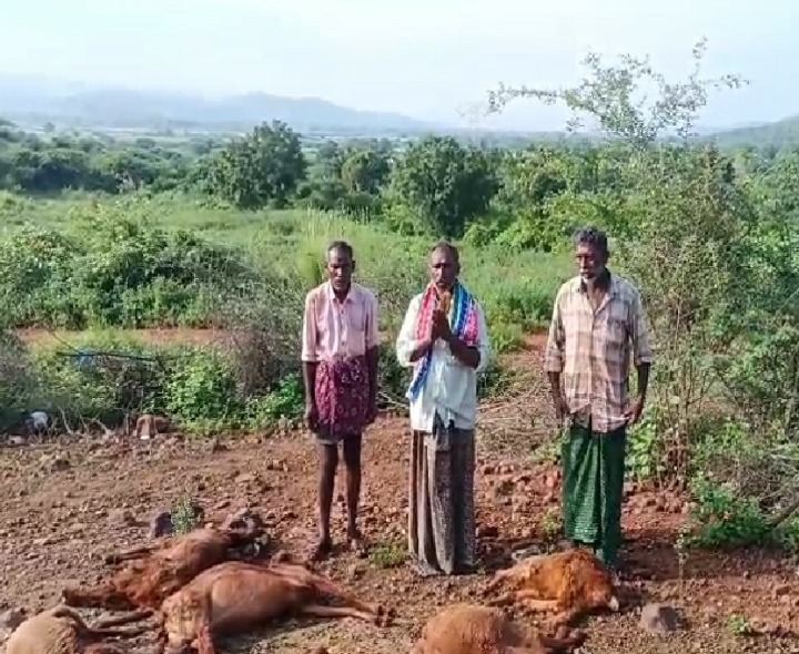 కుక్కల దాడిలో15 గొర్రెలు మృతి