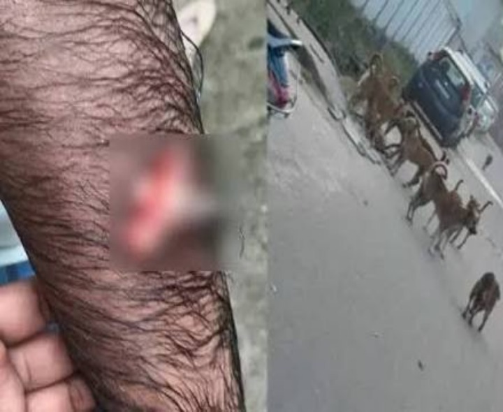 కుక్కల దాడిలో నలుగురికి గాయాలు