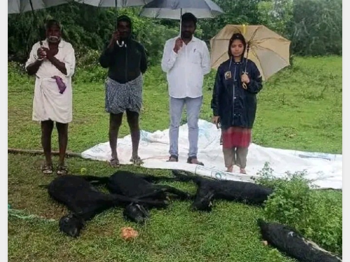 తుపాన్ కారణంగా ఆరు మేకలు మృతి