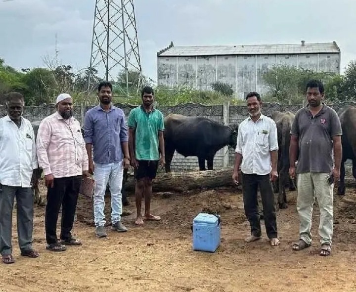 బీర్కూరులో పశువులకు గాలికుంటు టీకాలు