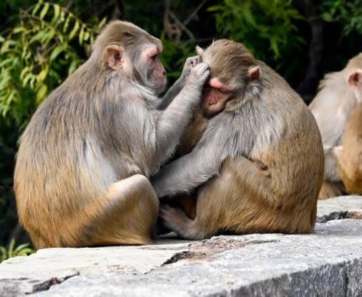 కోతుల దాడిలో 10 మందికి గాయాలు