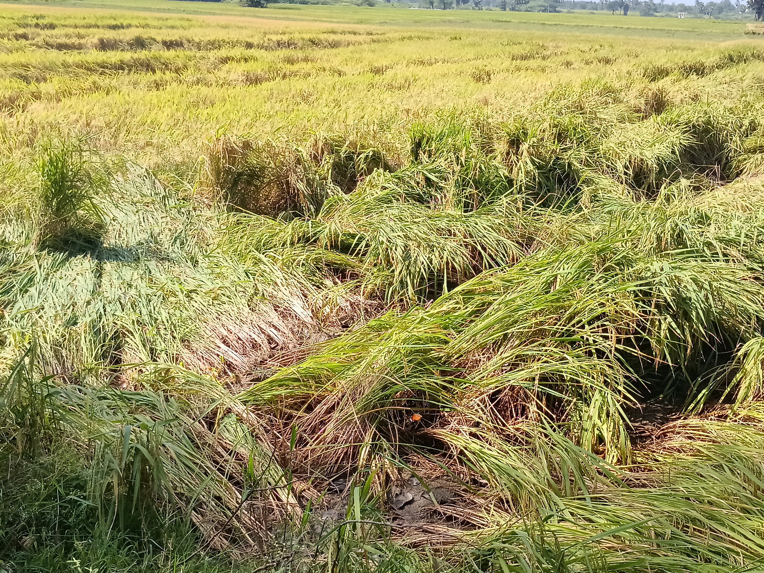 నీట మునిగిన పంట పొలాలు.. ఆందోళనలో రైతులు
