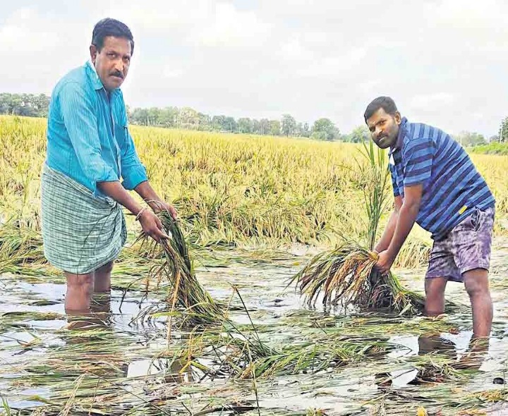 బొంరాస్ పేటలో నేలకొరిగిన వరి