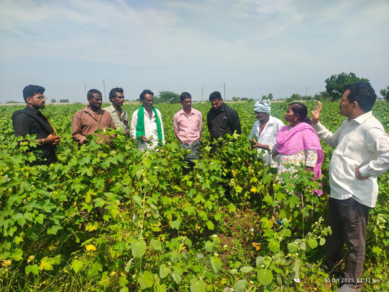 పంట పొలాలు పరిశీలించిన వ్యవసాయ అధికారి