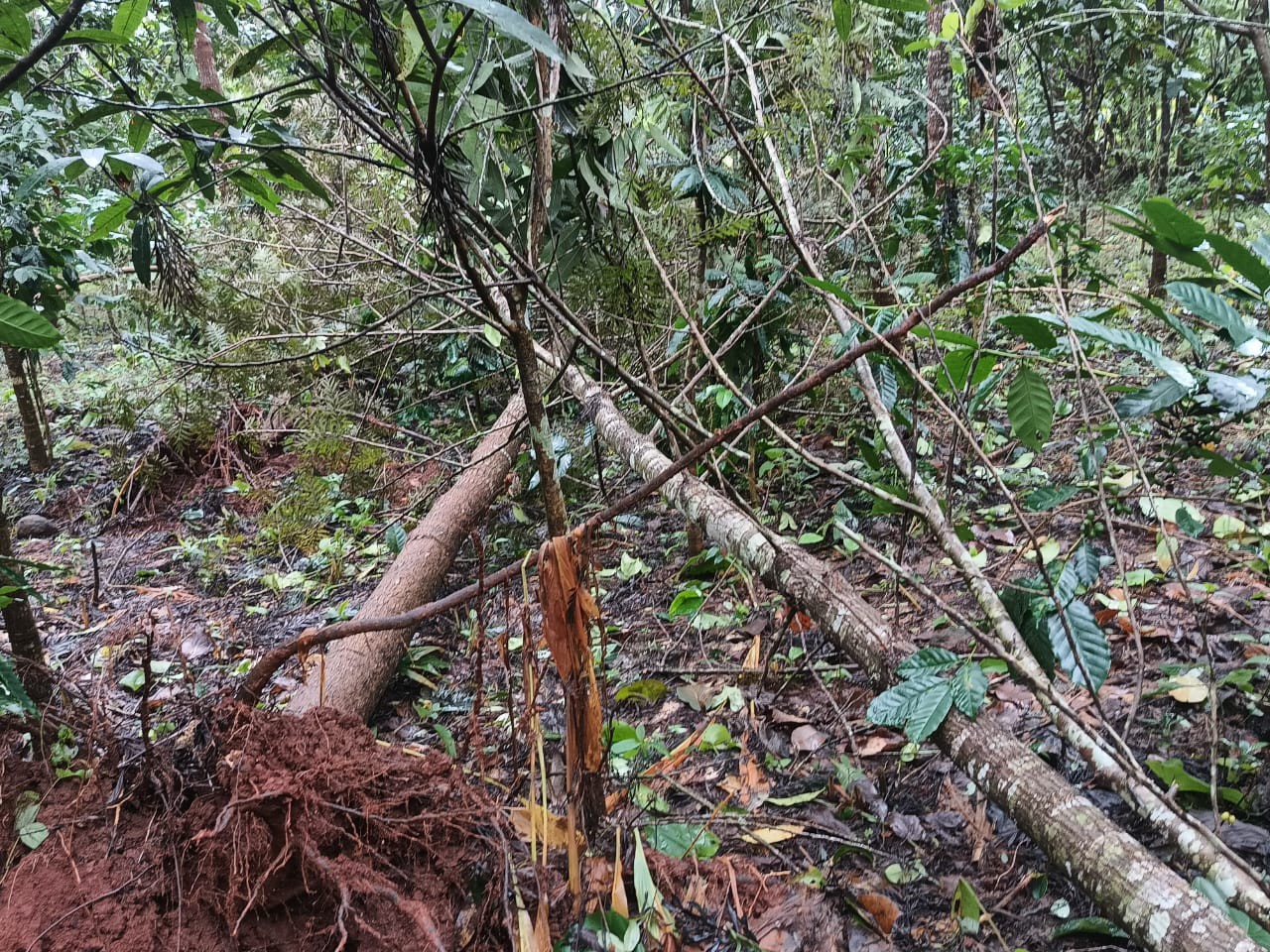 దెబ్బతిన్న కాఫీ, మిరియాల పంటలు