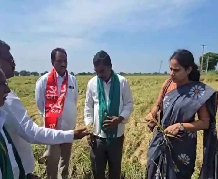 దెబ్బతిన్న వరి పైర్లను పరిశీలించిన ఏఓ