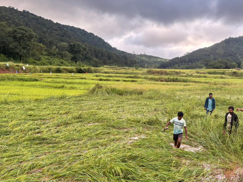 అరకు పరిదిలో నీట మునిగిన 66 హెక్టార్ల వరి పంట