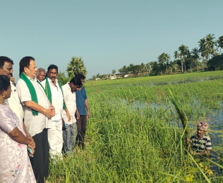 వరి చేలకు భారీ నష్టం వాటిల్లింది: పీవీయల్